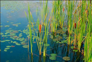 Aquatic Plant Management