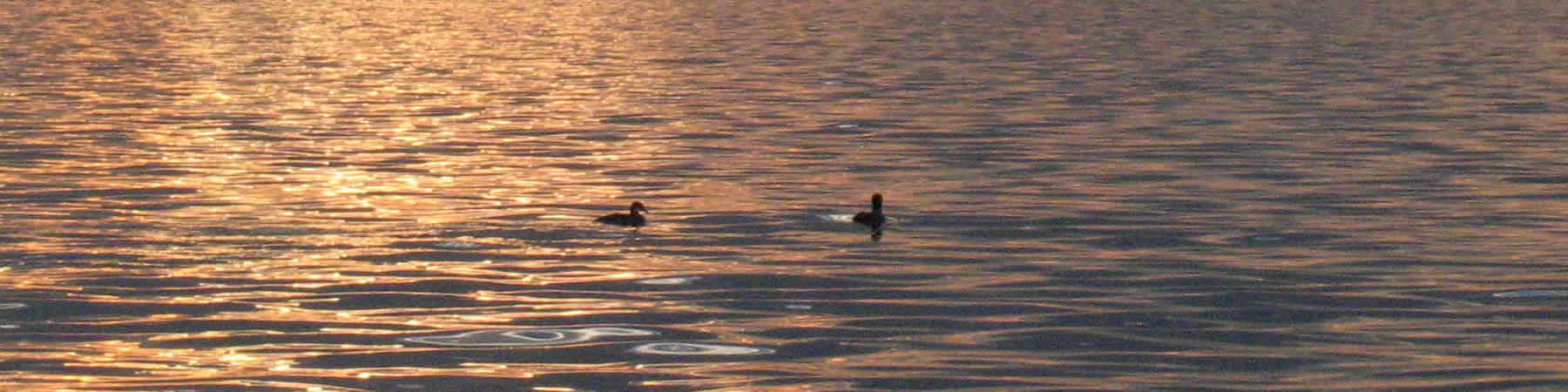 Lake Detroiters Association Aquatic Invasive Species